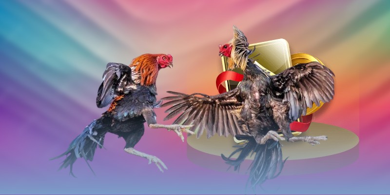 Đá Gà CPC1 Tại Bongvip